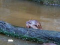 Otter hunting and eating fish nearby a log in the pond Royalty Free Stock Photo