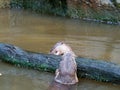 Otter hunting and eating fish nearby a log in the pond Royalty Free Stock Photo