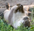 Otter Juggling A Stone