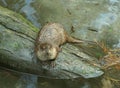 Otter on a log