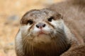 Otter looking at the camera