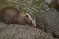 Otter looking for food