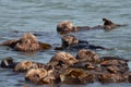 Otter looking at other otters. .