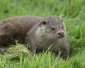 An otter looking to the right