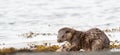 Otter Lutra lutra consuming a dogfish