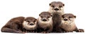 Otter, mammal Otters found in Thailand: 1. Small, short-clawed otter 2. Smooth-haired large otter 3. Common large otter.