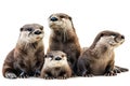 Otter, mammal Otters found in Thailand: 1. Small, short-clawed otter 2. Smooth-haired large otter 3. Common large otter.