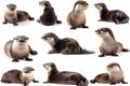 Otter, mammal Otters found in Thailand: 1. Small, short-clawed otter 2. Smooth-haired large otter 3. Common large otter.