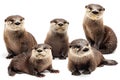 Otter, mammal Otters found in Thailand: 1. Small, short-clawed otter 2. Smooth-haired large otter 3. Common large otter.