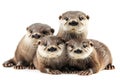 Otter, mammal Otters found in Thailand: 1. Small, short-clawed otter 2. Smooth-haired large otter 3. Common large otter.