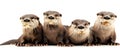 Otter, mammal Otters found in Thailand: 1. Small, short-clawed otter 2. Smooth-haired large otter 3. Common large otter.