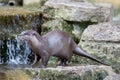 Otter by a man-made waterfall. Beautiful nature and wildlife image