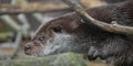 Otter muzzle in profile. The muzzle of a river animal is a furry predatory animal with beautiful fur, eyes of a button