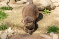 Otter near a river Royalty Free Stock Photo