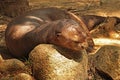 Otter Royalty Free Stock Photo