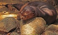 Otter Royalty Free Stock Photo