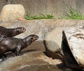 Otter Royalty Free Stock Photo