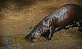 Otter Royalty Free Stock Photo