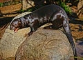 Otter Royalty Free Stock Photo