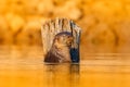 Otter in orange evening light water. Giant Otter, Pteronura brasiliensis, portrait in the river water level, Rio Negro, Pantanal, Royalty Free Stock Photo