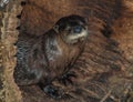 Otter at NC Zoo in Asheboro