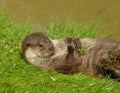 Otter playing