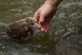 Otter playing with a man
