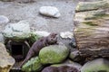 Otter plays