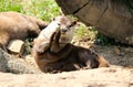 An Otter Plays With A Rock