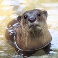 Otter portrait