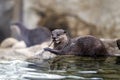 Otter portrait