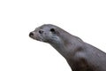 Otter portrait isolated