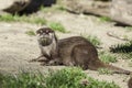 Otter portrait. Small aquatic mammal on dry land.