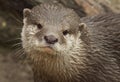 Otter portrait