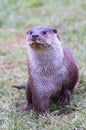 Otter posing