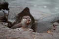 Otter with prey Royalty Free Stock Photo