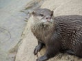 Otter in the rain Royalty Free Stock Photo