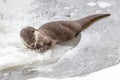 Otter resting on ice Royalty Free Stock Photo