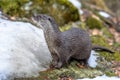 Otter on river bank Royalty Free Stock Photo