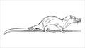 Otter Shrew. A small animal, a field yellow rodent with a very long tail.Coloring page for children and adults, hand drawn