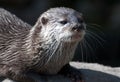 Otter, close up in the sun Royalty Free Stock Photo