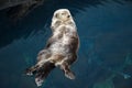 Otter sleeps and floats on his back. Royalty Free Stock Photo