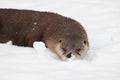 Otter in the snow