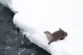 Otter on a snowy riverbank Royalty Free Stock Photo