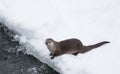 Otter at snowy riverbank