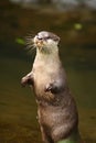 Otter Standing Royalty Free Stock Photo