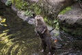 Otter standing in the river stream on the look out.