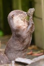 Otter standing up