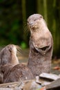 Otter standing up Royalty Free Stock Photo