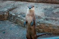 Otter standing up in an enclosure at the John Ball Zoo